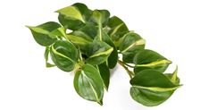 some green leaves on a white background