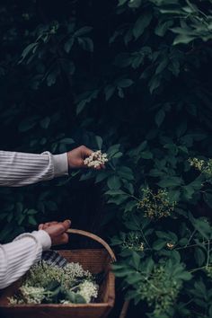 a person picking flowers from a basket in front of some bushes and trees with their hands