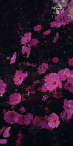 pink flowers are blooming in the dark