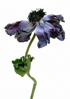 Rachel Levy Dry Flower Photography, Wilted Flower Drawing, Wilting Flowers, Wilted Flowers, Dead Flowers, Flower Photography, Natural Forms, Exotic Flowers, French Artists