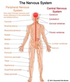 the nervous system labeled in red and labeled with labels on each side, including the central nervous system