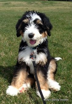 a black and white dog sitting in the grass