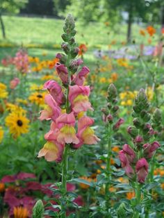 pink and yellow flowers in a garden