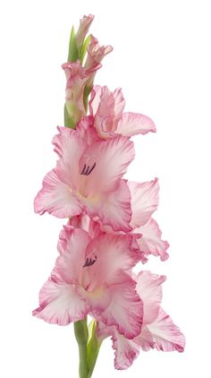 pink gladiolus flowers on a white background with clipping for text or image