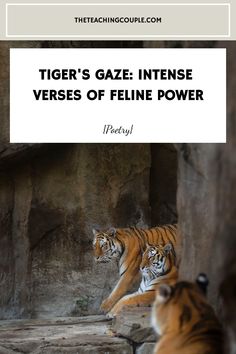 two tigers in an enclosure with the caption tiger's gaze intense versus of feline power