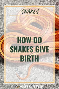 snakes with the words snakes how do snakes give birth? on it's side