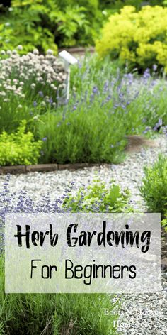 the words herb gardening for beginners are in front of an image of lavenders and other plants