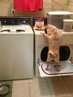 a dog standing on top of a dryer next to a washer and dryer