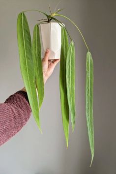 Elevate your Anthurium Pallidiflorum care skills with our expert tips and tricks. Whether you're a newbie or a seasoned plant enthusiast, this comprehensive guide has all the secrets you need for your thriving Anthurium Pallidiflorum. IG Photo by: gennasplants Indoor Plant Decor Ideas, Plant Decor Ideas, Anthurium Plant, Plant Goals, Plant Decor Indoor, Love Garden, Chic Living, Nature Garden, House Plants Indoor