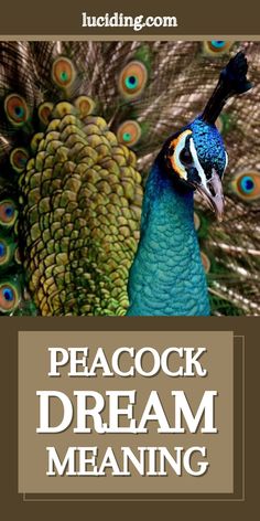 Here Are Some Common Dreams Of A Peacock: Peacock Feather Meaning, What Your Dreams Mean, Feather Meaning, Dream Interpretation