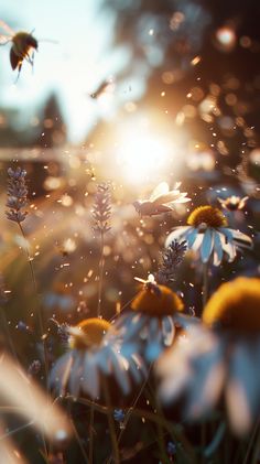 the sun shines brightly on some daisies and other wildflowers in a field