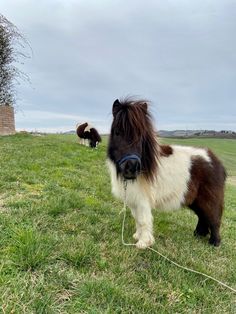 two shetland sheep standing on top of a lush green field