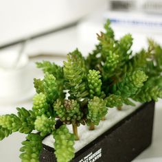 a small potted plant sitting on top of a table