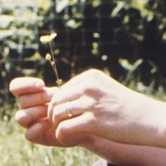 a person's hand holding a tiny flower