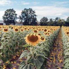 a large field full of sunflowers with trees in the background