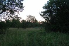 a path in the middle of some tall grass