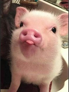 a small pig sticking its tongue out in front of a sink with another pig looking at the camera