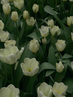 many white tulips with green leaves in the foreground and one yellow flower in the background