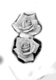 black and white photograph of three roses