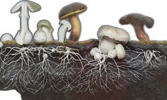 several different types of mushrooms growing on top of each other in the soil with roots