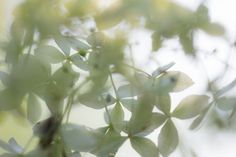 blurry image of green leaves on tree branches