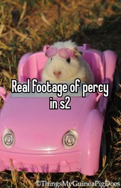 a hamster in a pink toy car with the words real footage of percy in