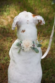 a white dog wearing a flower collar in the grass