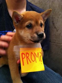 a person holding a small dog with a sign on it's chest that says prom