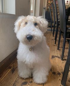 a small white dog sitting on top of a wooden floor