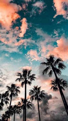 palm trees are silhouetted against the sky at sunset in this tropical setting, with pink and blue clouds