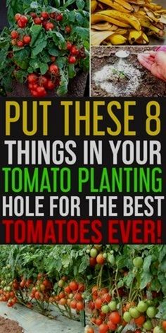 there are many different types of tomatoes growing in the planter and on the ground