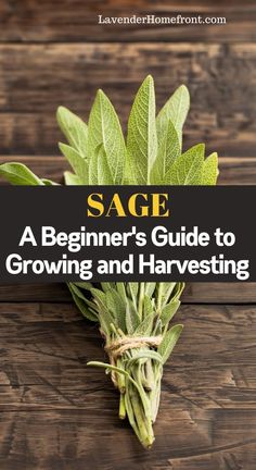 sage plant with the title sage a beginner's guide to growing and harvesting