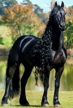 a black horse standing on top of a lush green field next to a lake with trees in the background