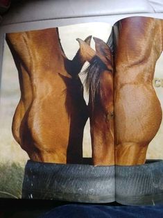 an open book with two horses standing next to each other in front of a person's legs