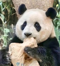 a panda bear eating a bag of food