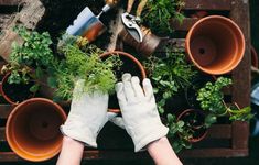 two hands in white gloves are holding potted plants