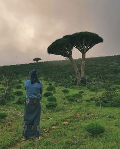 a person standing in the grass looking at an umbrella tree on a cloudy day,