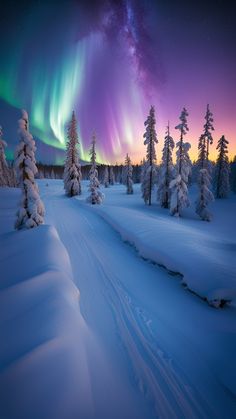 the aurora bore is seen over snow covered trees and evergreens in this winter scene