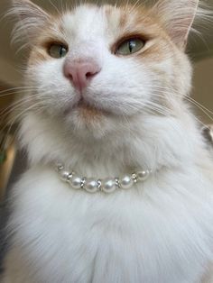 a close up of a cat wearing a pearl necklace