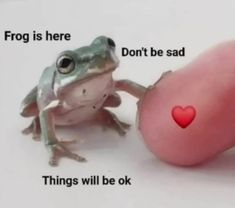 Frog Pictures, Funny Frogs, Funny Animal Jokes, A Frog, Funniest Memes, Silly Animals, Very Funny Pictures, Cute Frogs, Wholesome Memes