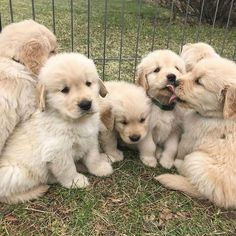 four puppies are sitting together in front of a fence