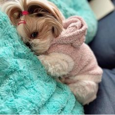 a small dog is wrapped in a blanket