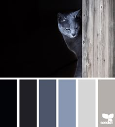 a cat peeking out from behind a wooden fence with color swatches in front of it