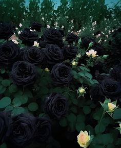 many black roses are growing in the bushes