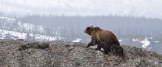 an adult bear and two young bears walking on the rocky ground in front of snow covered mountains