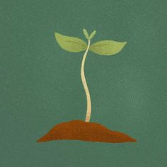 a plant sprouts out of the ground on a green background with red dirt