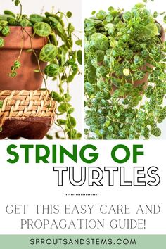 a potted plant with the words string of turtles get this easy care and propagation guide