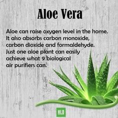 an aloe vera plant with the words aloe vera on it's side