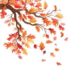 an autumn tree branch with leaves falling off it's branches, on a white background