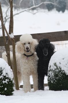 two poodles standing next to each other in the snow near a wooden fence